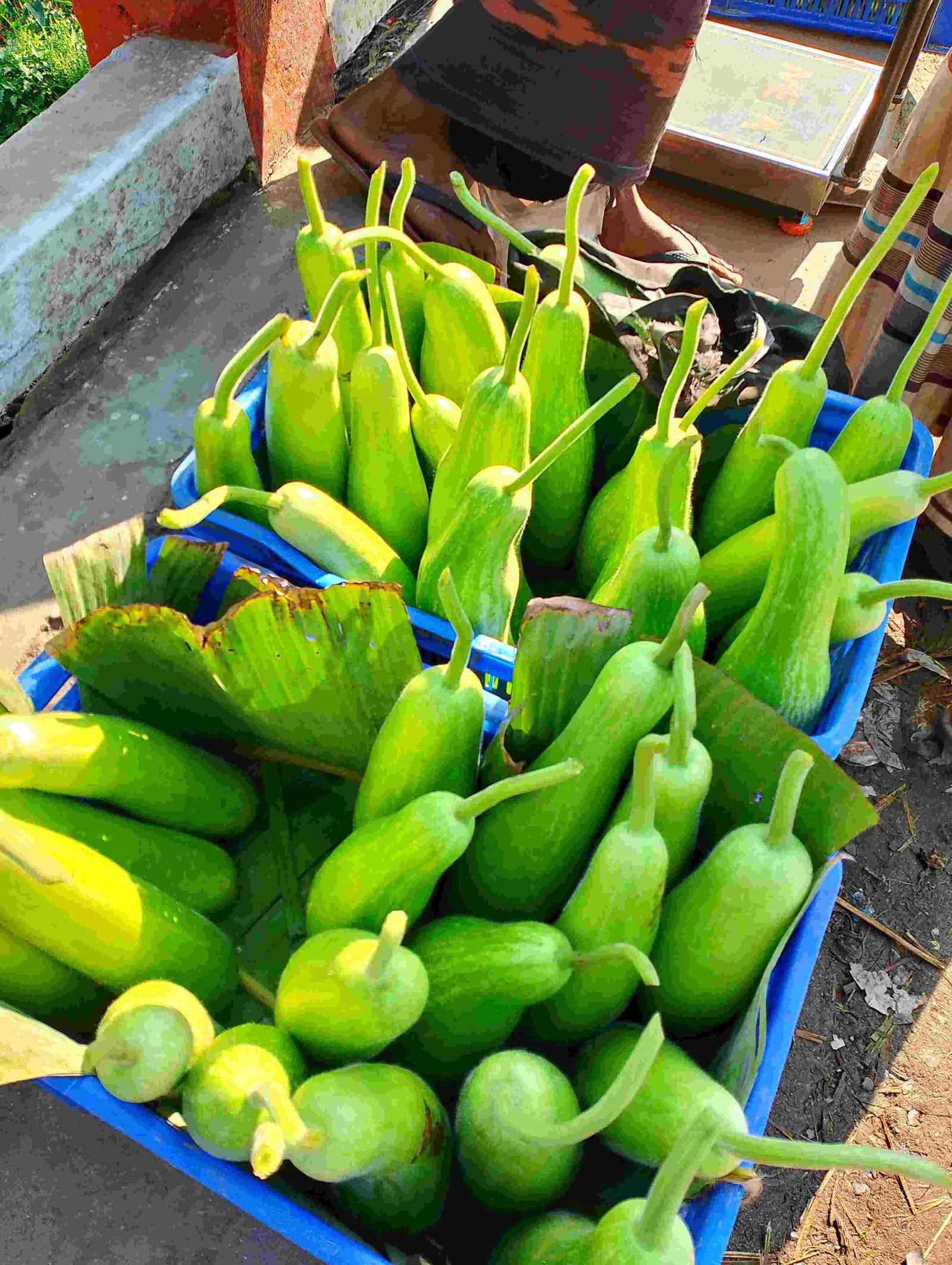 vegetable, bottle, gourd,