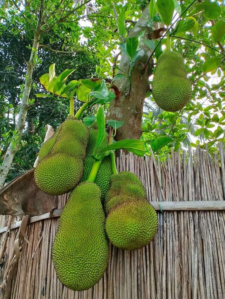 jackfruit