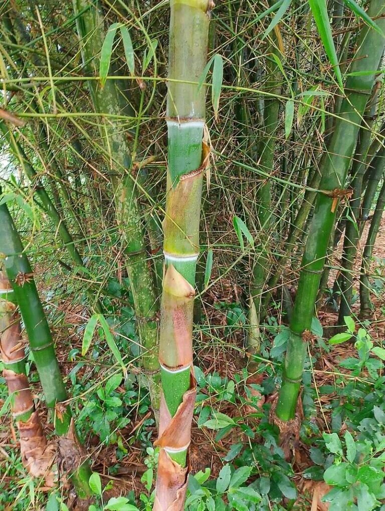 Bamboo plants